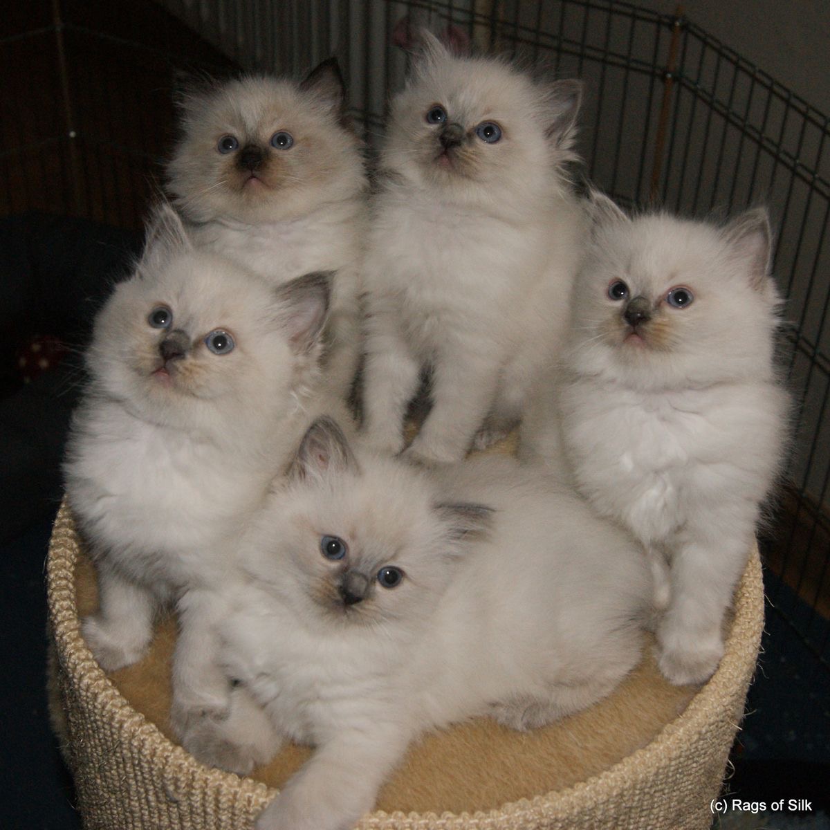 An Infinite Royal Kittens Home kitten