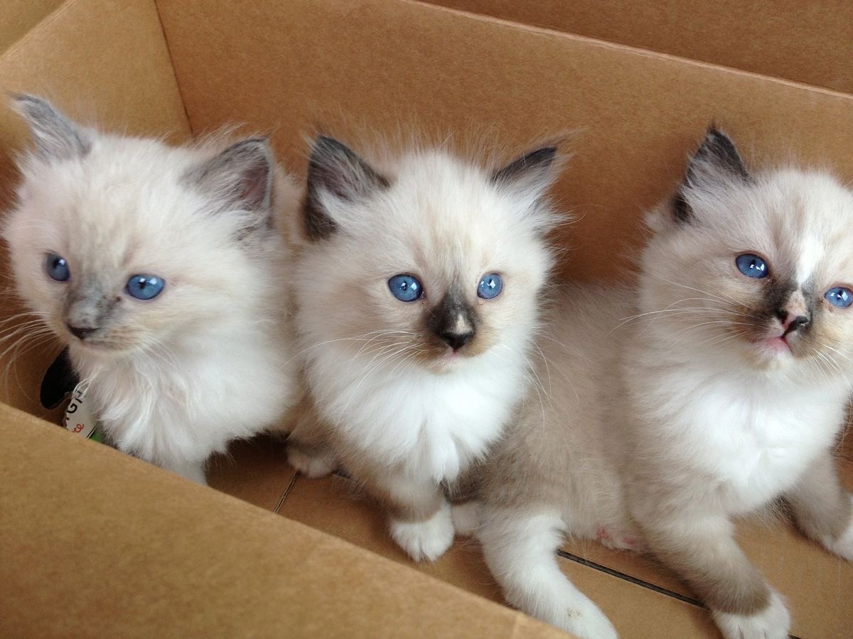 An Infinite Royal Kittens Home kitten
