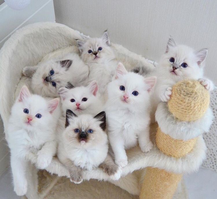 An Infinite Royal Kittens Home kitten
