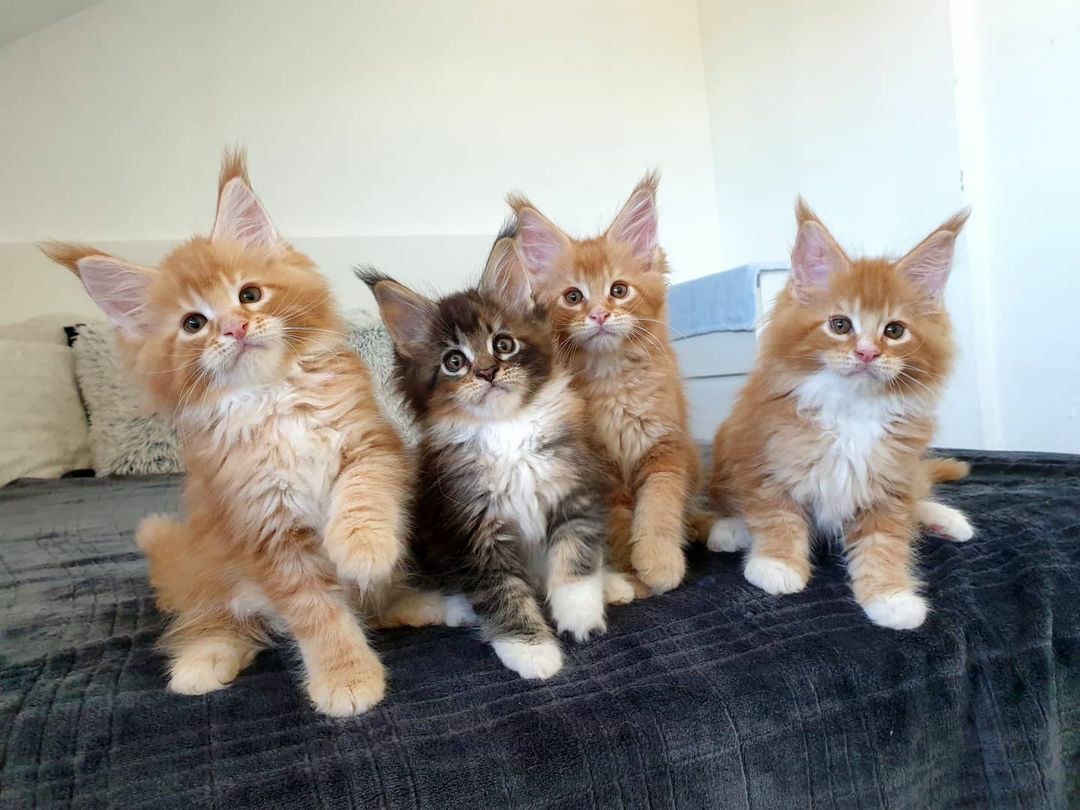 Maine Coon kitten for sale in Australia