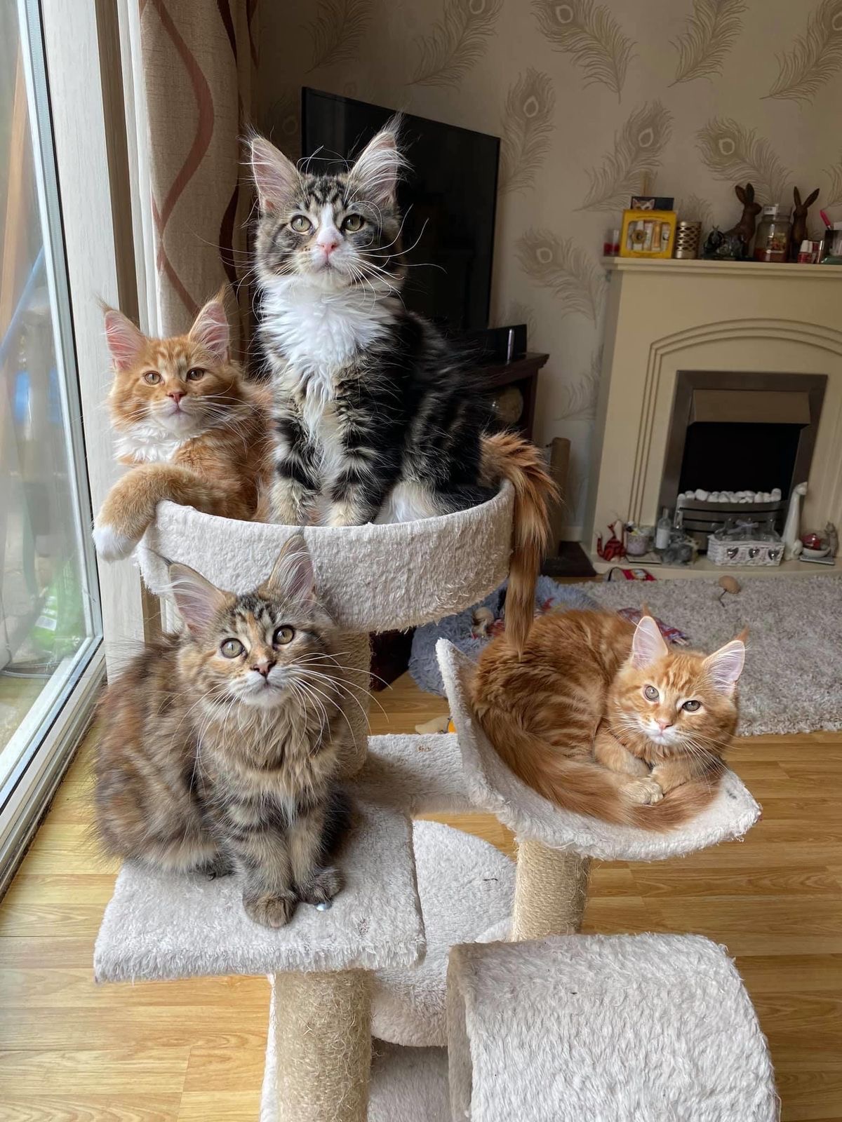 Maine Coon kittens playing on a carpeted tower