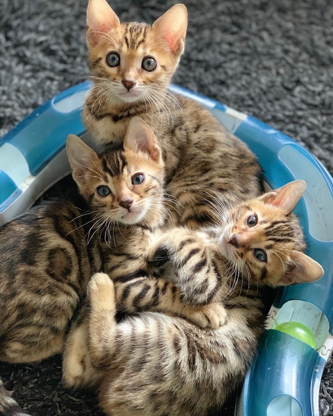 An Infinite Royal Kittens Home kitten