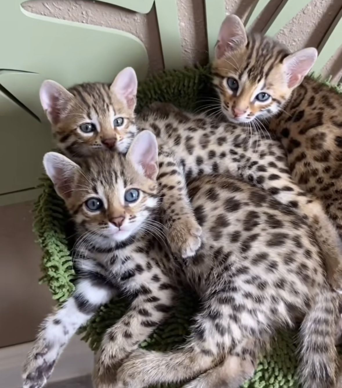 Bengal kitten for sale in Australia