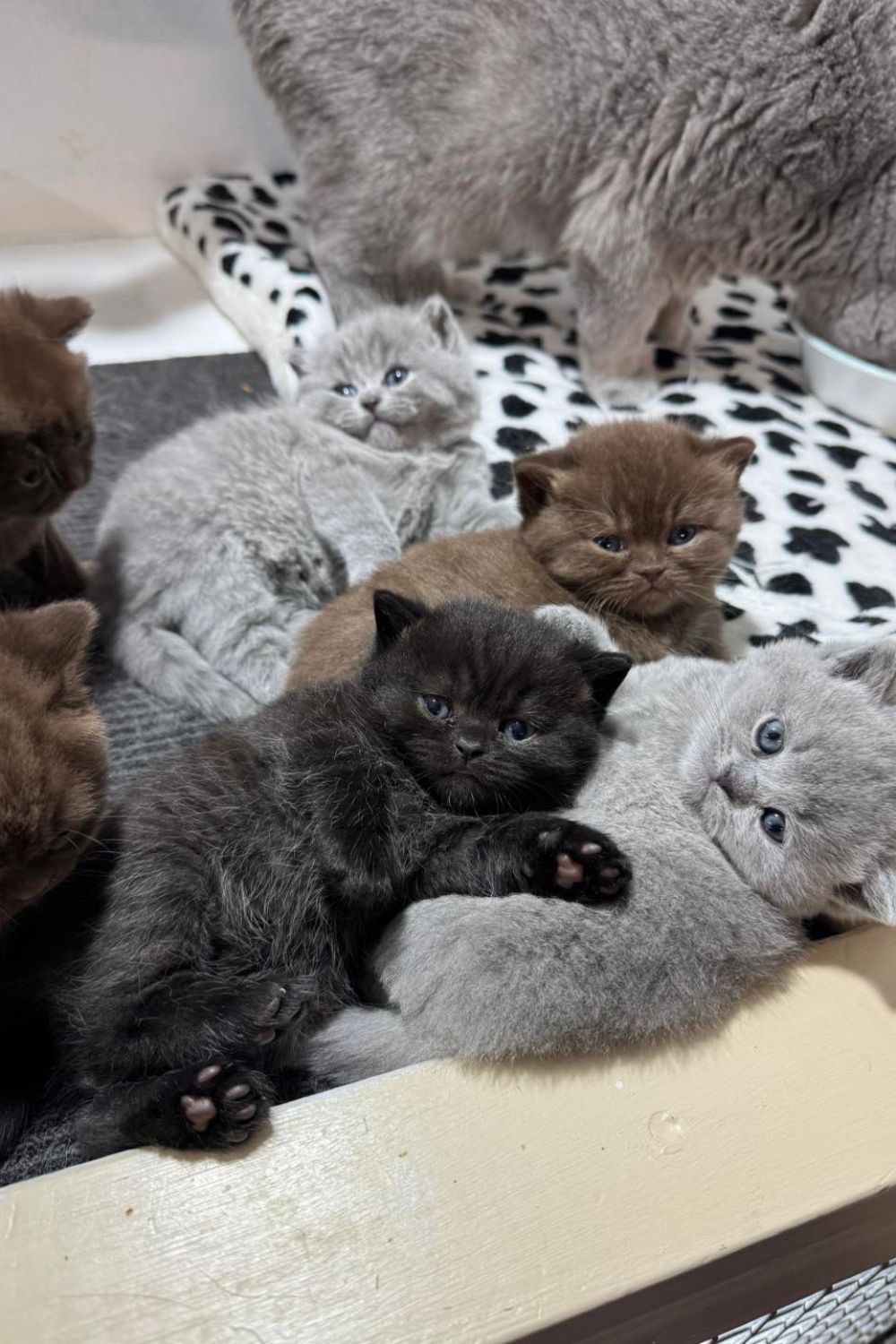 An Infinite Royal Kittens Home kitten