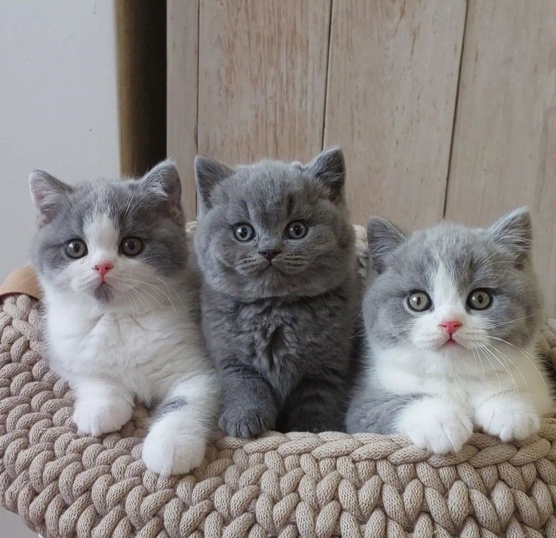 An Infinite Royal Kittens Home kitten